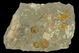 Fossil Starfish (Petraster?) & Edrioasteroids (Spinadiscus) - Morocco #118073-1
